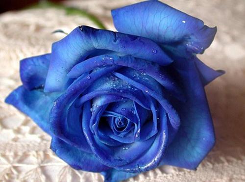 Hình ảnh về hoa hồng xanh	